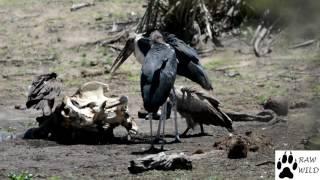 Vultures vs Maribou Stalk