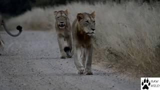 Young Lions walking with  purpose