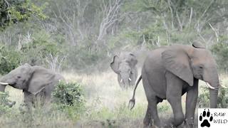 Angry Elephants running from Bees, Raw Wild