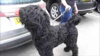 Meet friendly George, a rare black Russian Terrier