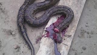 Snake was killed in middle of the road in India. Aman please watch this